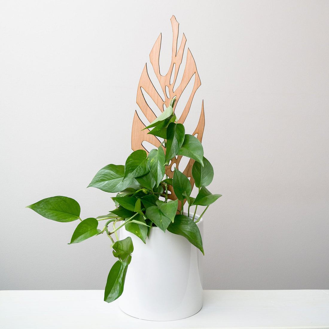 Treleaf 24" monstrella grande staked cherry product photo