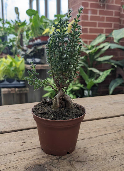 Trichodiadema Bulbosum Schwantes