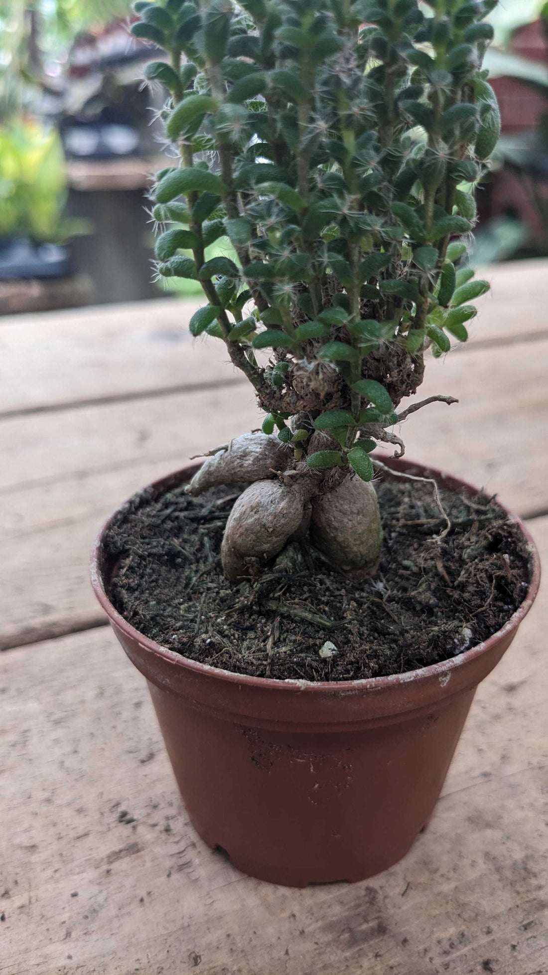 Trichodiadema Bulbosum Schwantes