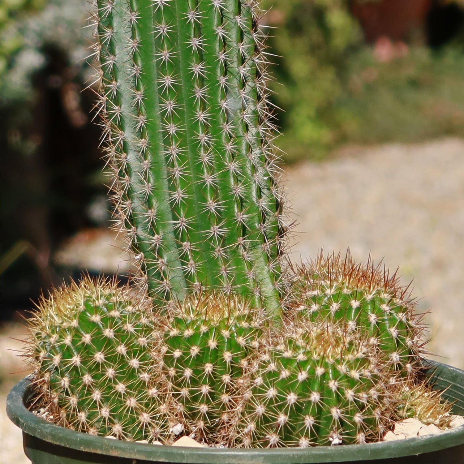 4" Cactus Flowering plant photo