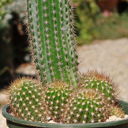 4" Cactus Flowering plant photo