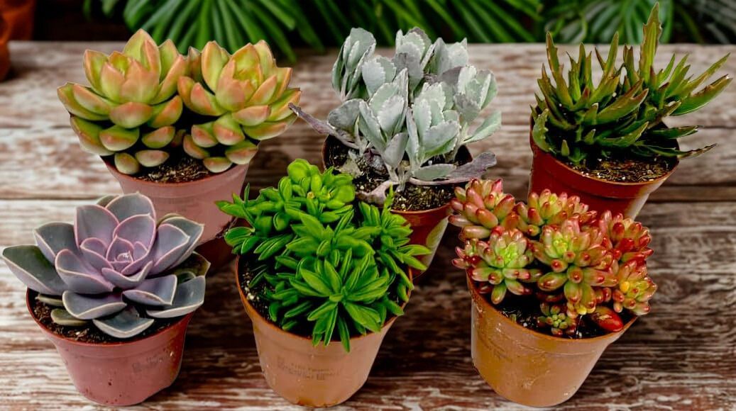 6" Succulent plant photo