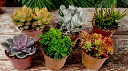 6" Succulent plant photo