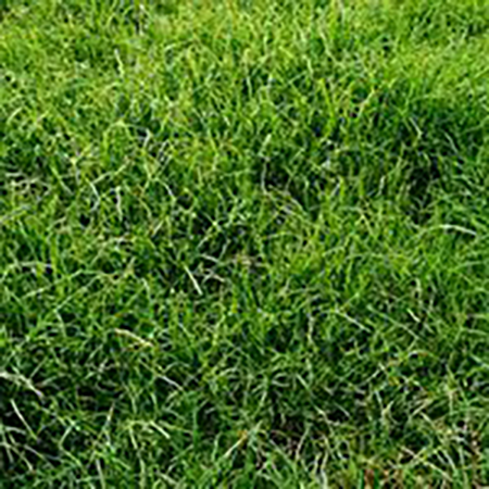 Annual Rye Grass Seed