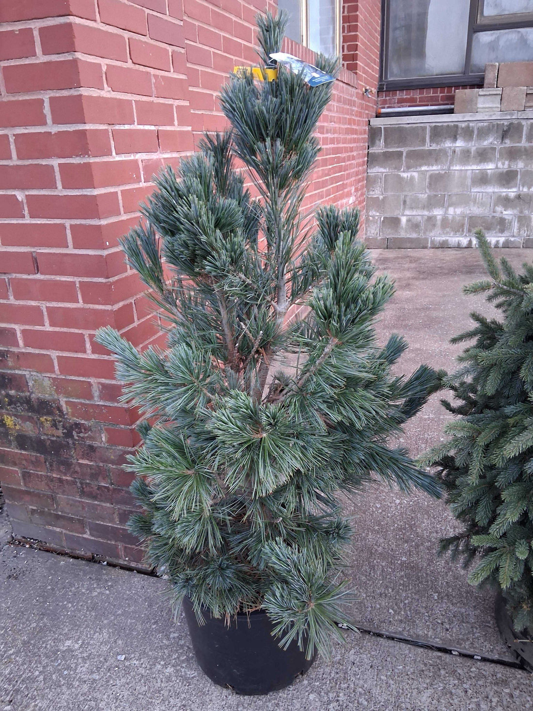 Pine &