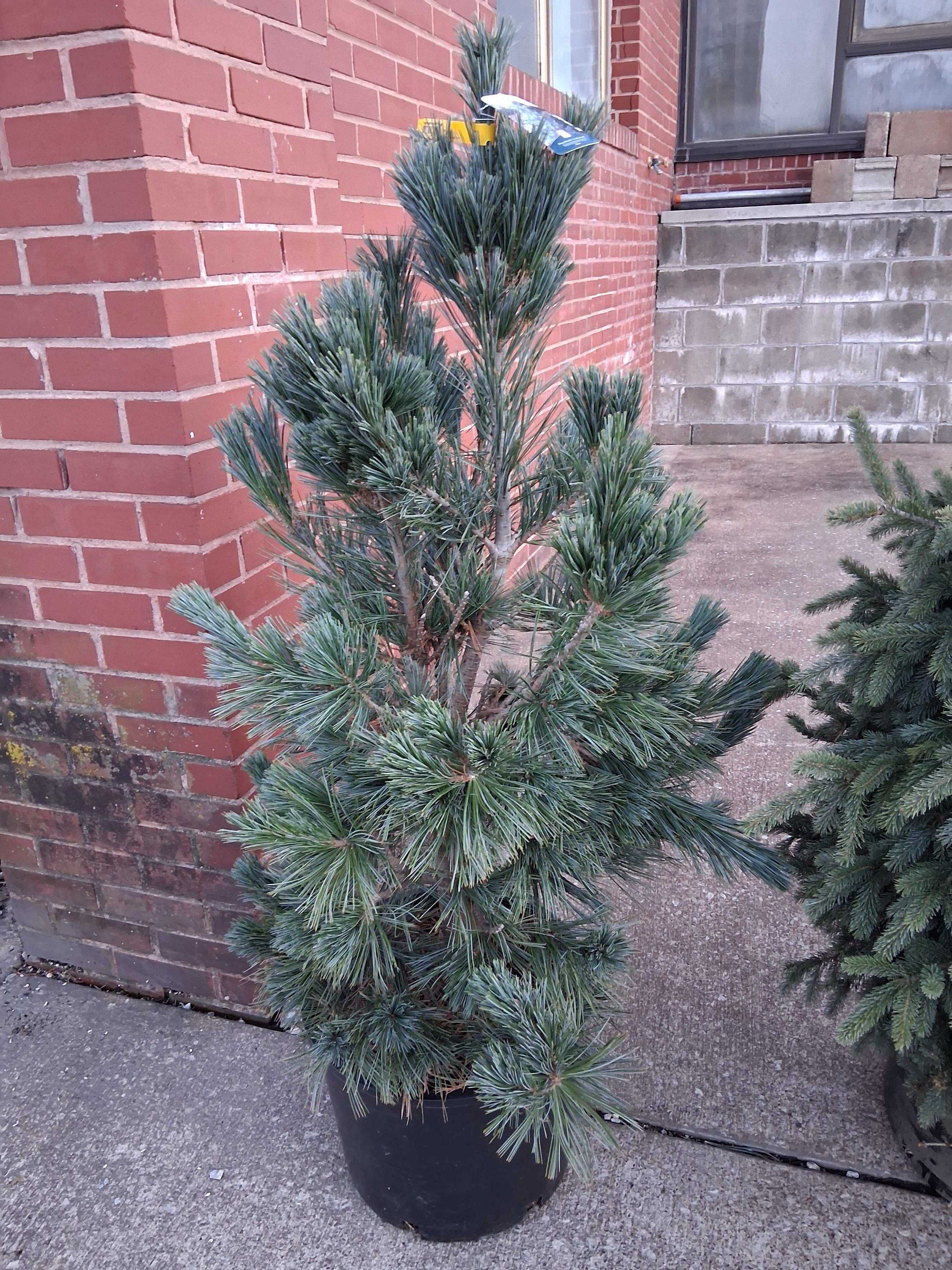 Pine &