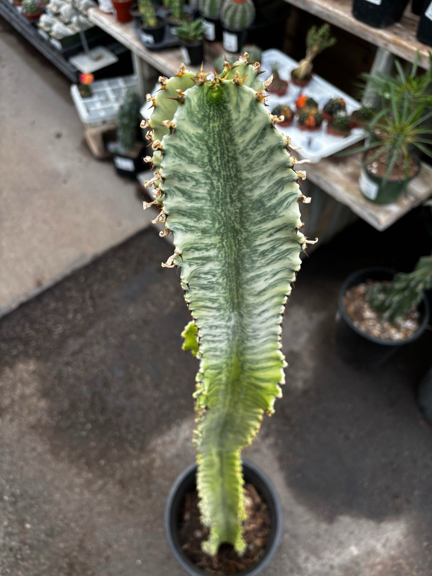 5gal Euphorbia Ammak Varg.