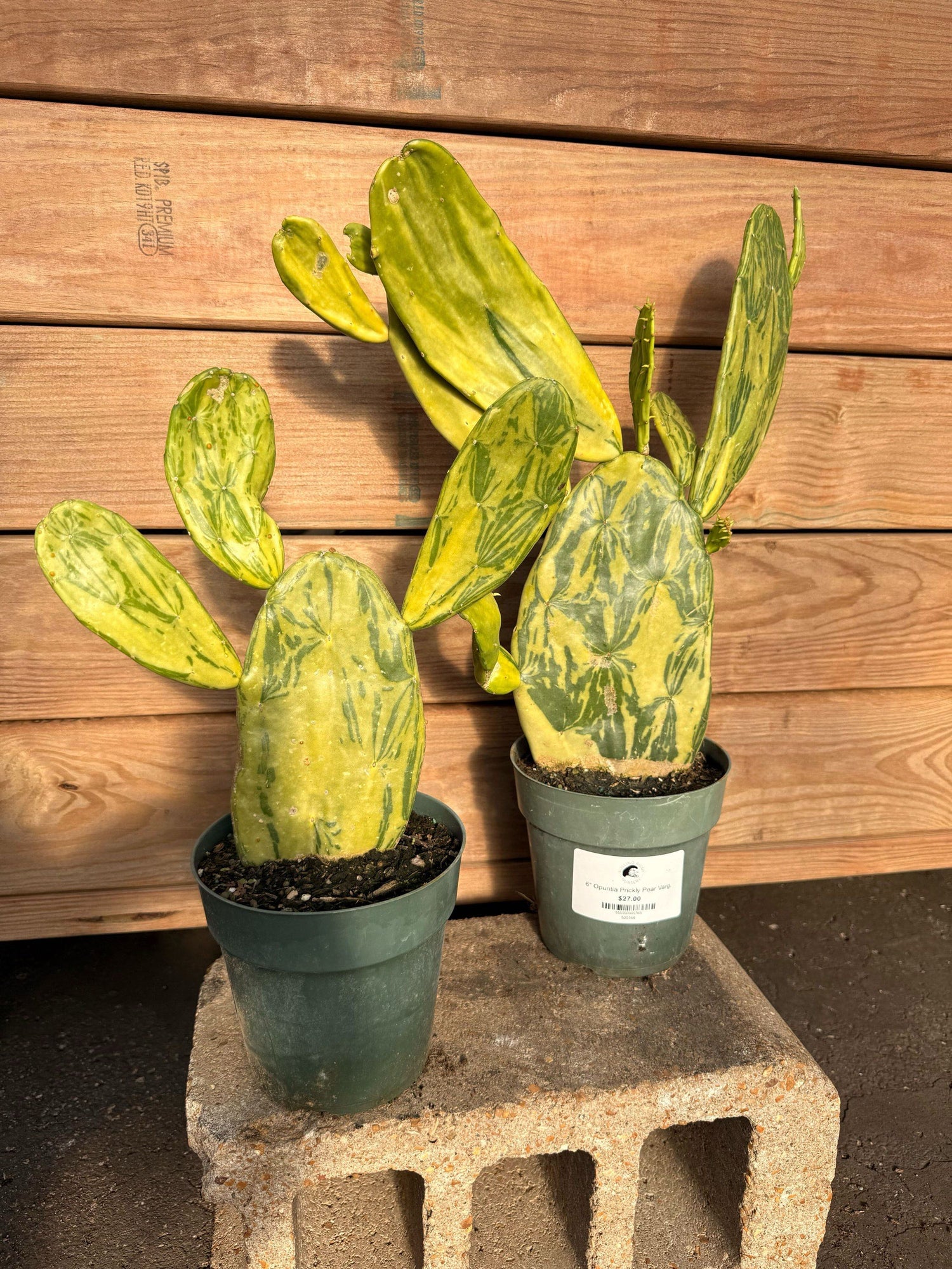 10" Opuntia Prickly Pear Varg.