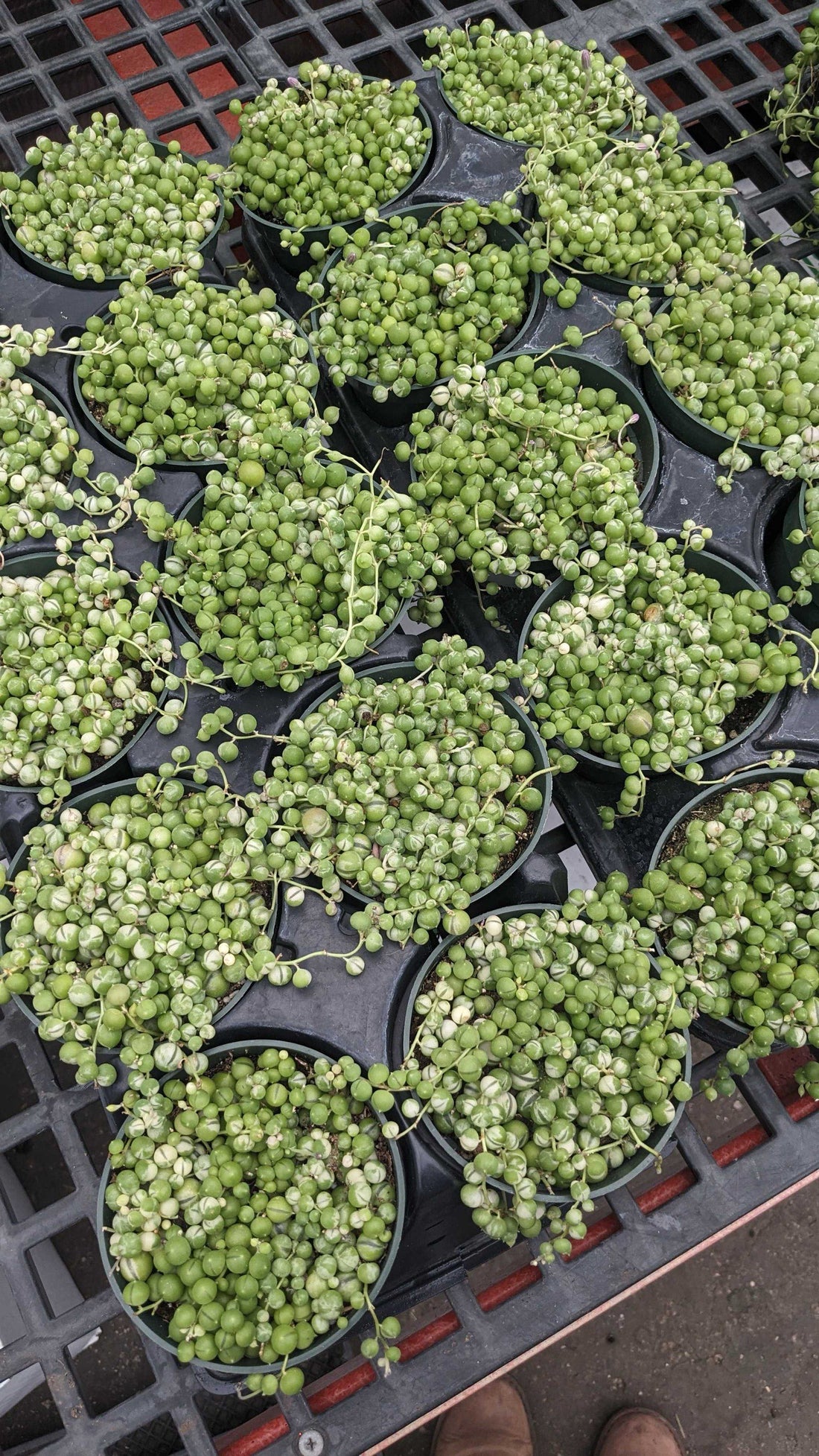 6" String of Pearls Varg.