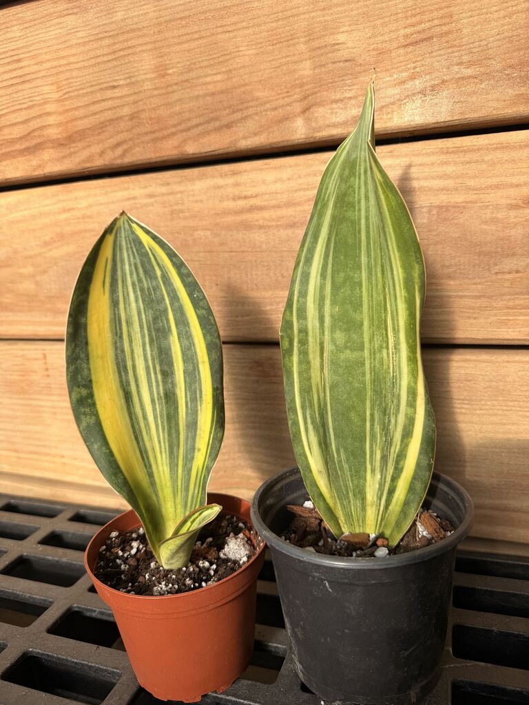 Variegated Whale Fin