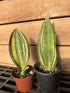 Variegated Whale Fin