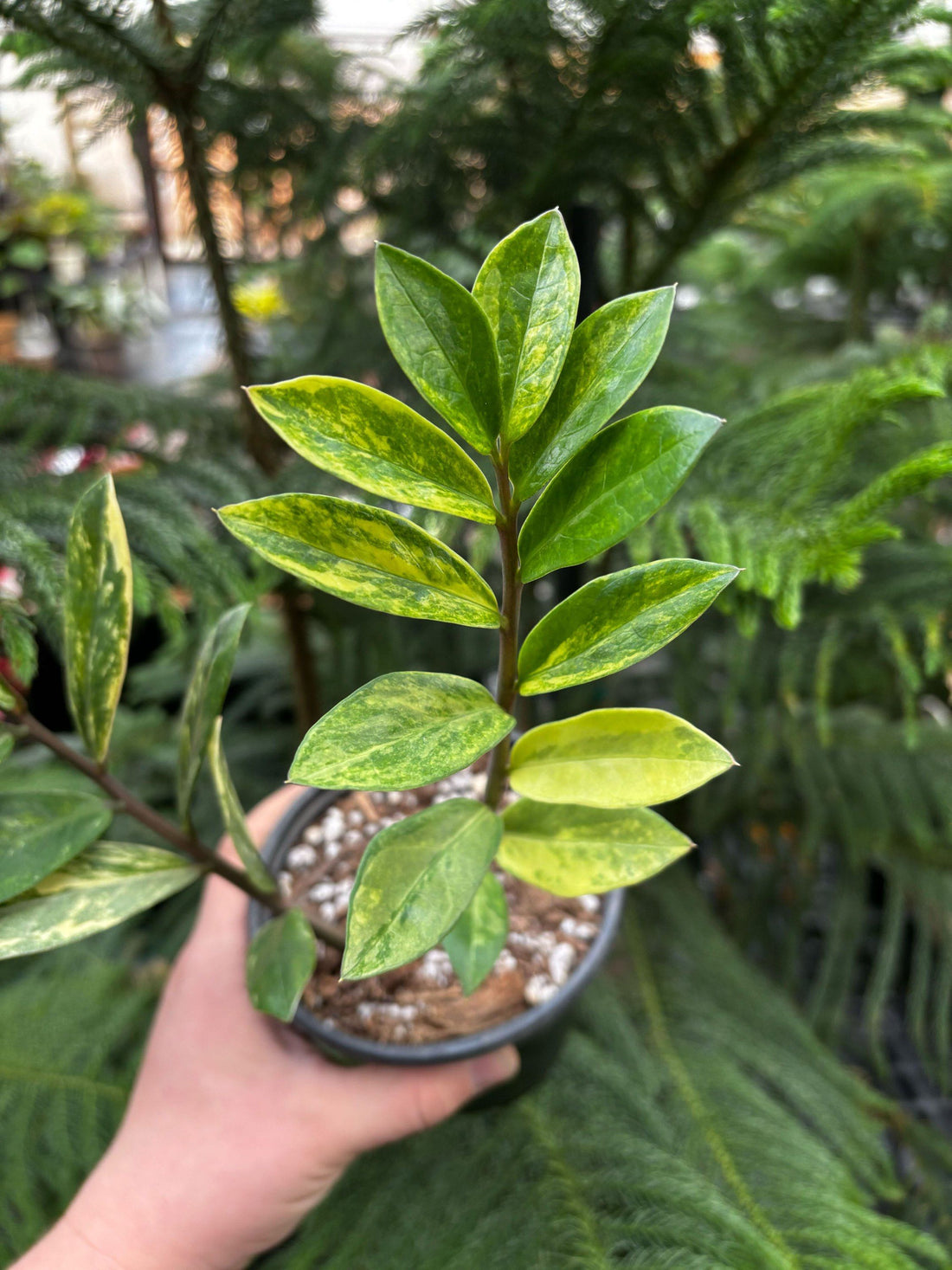 Variegated ZZ Plant