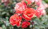 Rose &