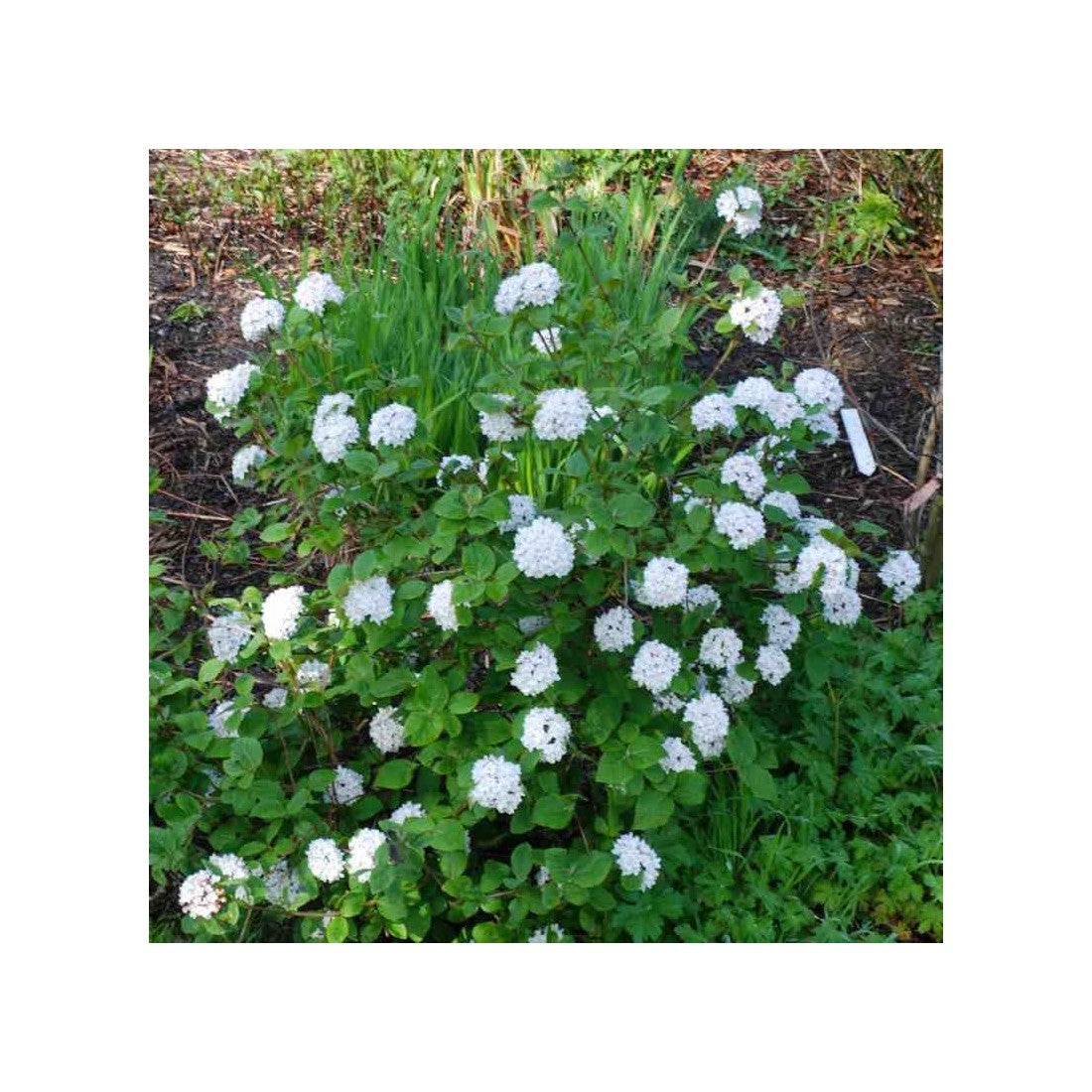 Viburnum &