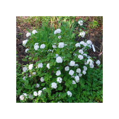 Viburnum &