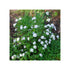 Viburnum &