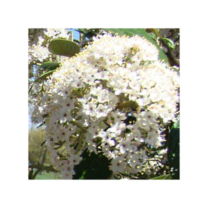 Viburnum &