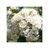 Viburnum &
