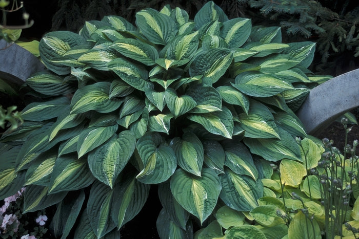 Hosta Striptease 1 gal plant photo