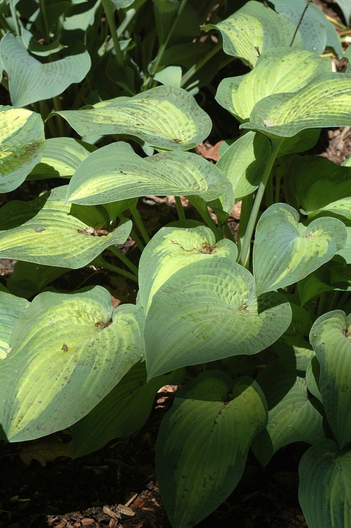 Hosta Pauls Glory 1 gal plant photo