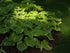 Hosta Fragrant Bouquet 1 gal plant photo