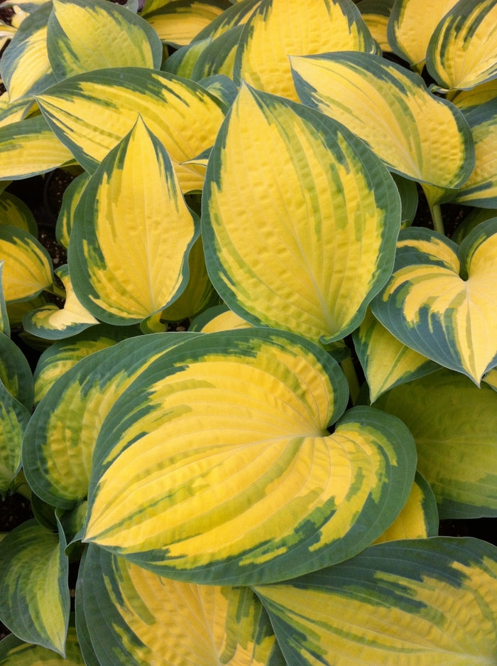 Hosta Orange Marmalade 1 gal plant photo