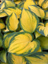 Hosta Orange Marmalade 1 gal plant photo