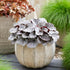 Heuchera Indian Summer Silverberry 1 gal plant photo