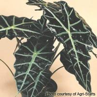 6" Alocasia Polly plant photo