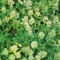 4in English Thyme plant photo