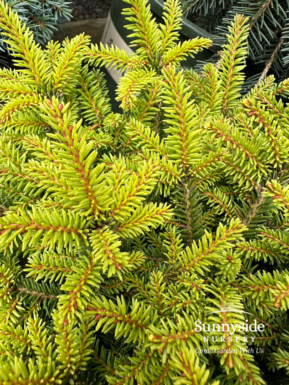 Spruce &