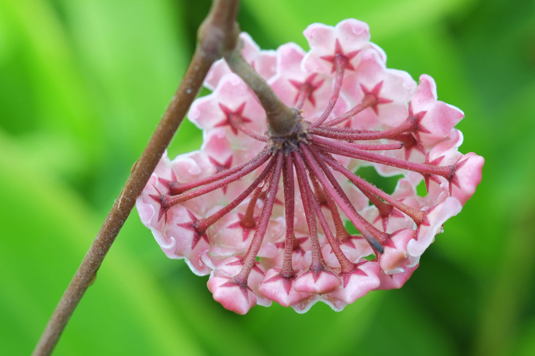4" Hoya Carnosa plant photo