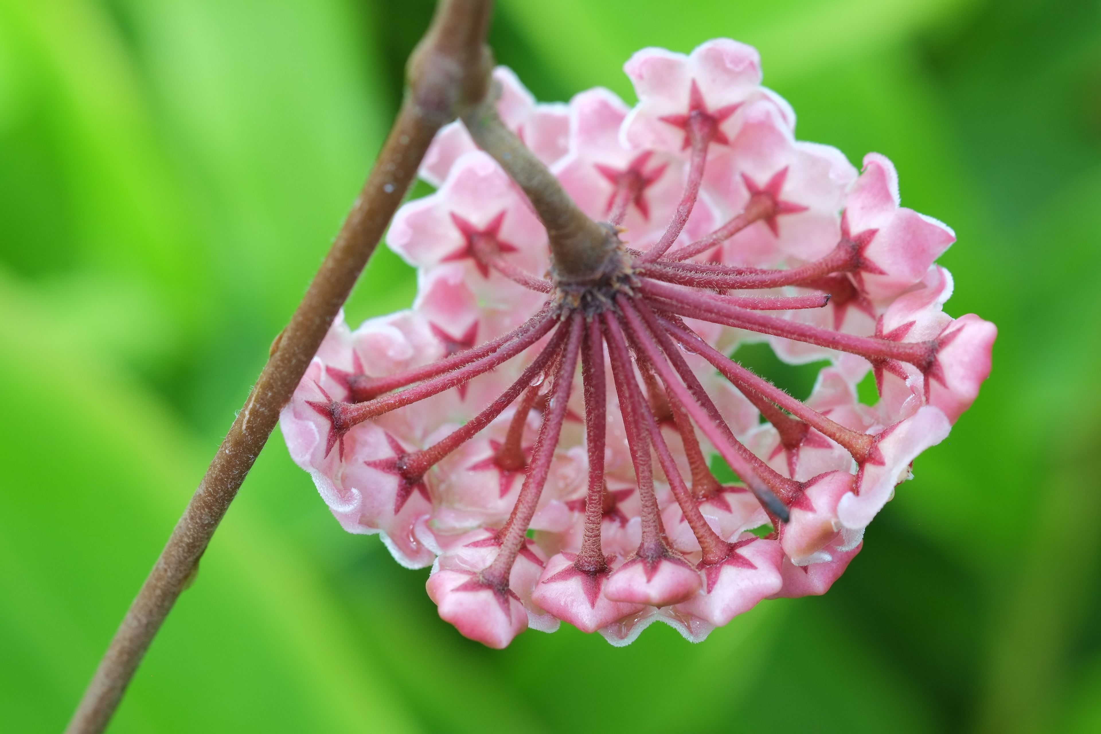 4" Hoya Carnosa plant photo