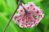 4" Hoya Carnosa plant photo