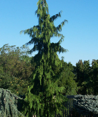 False Cypress &