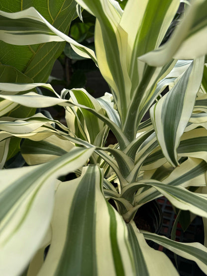 10" Dracaena White Aspen