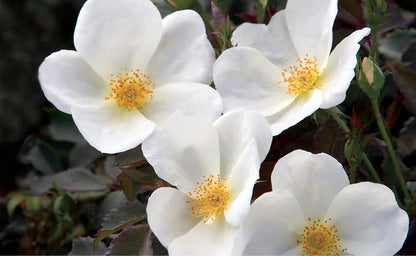 Rose &