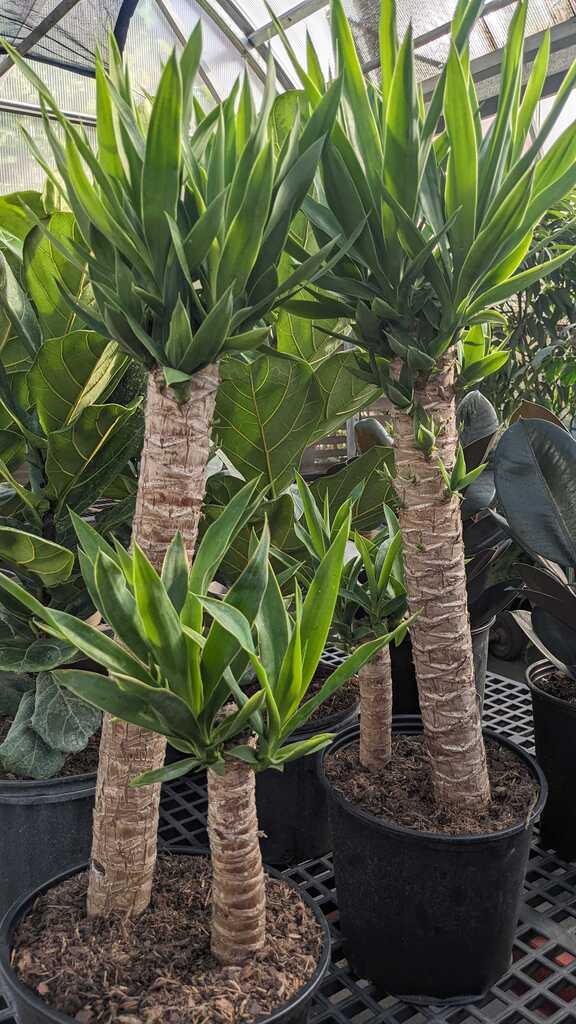 Yucca Cane