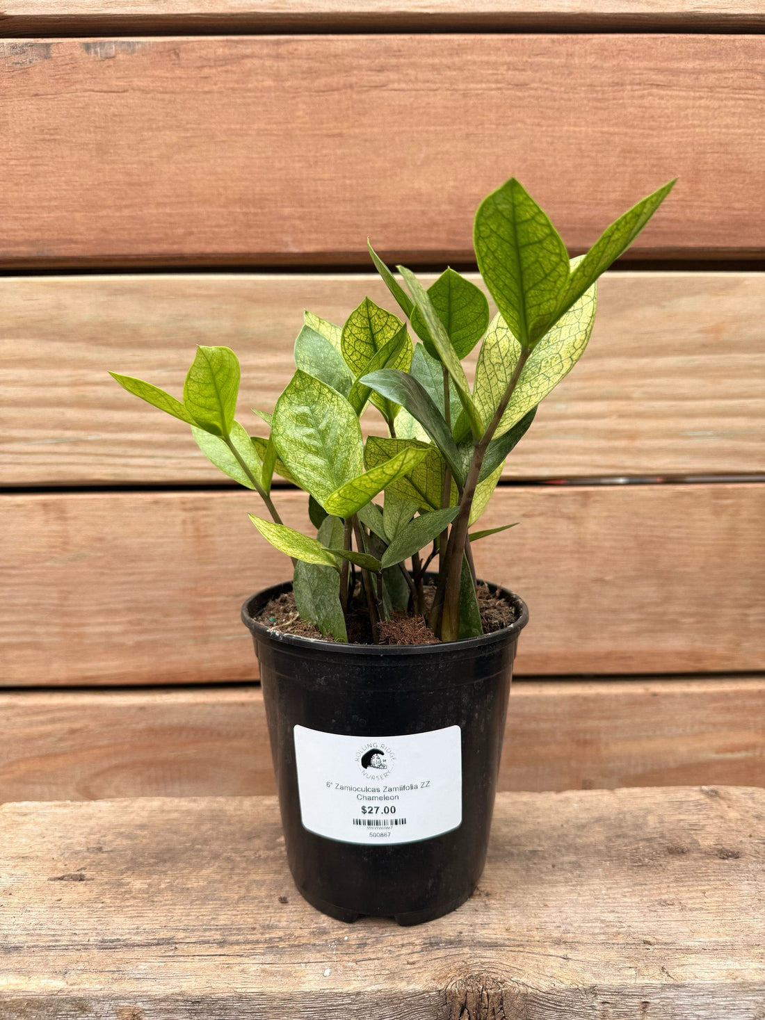 6" Zamioculcas Zamiifolia ZZ Chameleon
