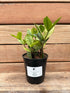 6" Zamioculcas Zamiifolia ZZ Chameleon plant photo