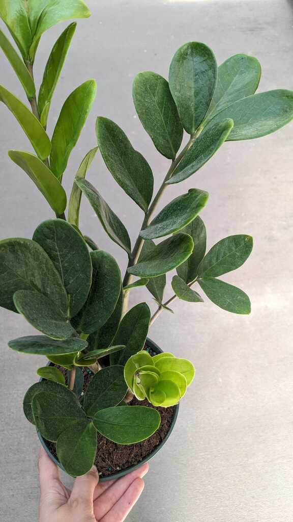 ZZ Midori