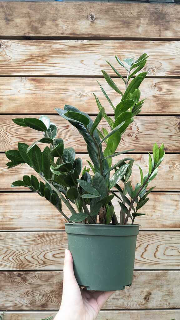 Zamioculcas Zamiifolia ZZ