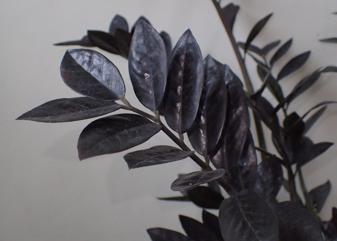 6" Zamioculcas Zamiifolia ZZ Raven plant photo