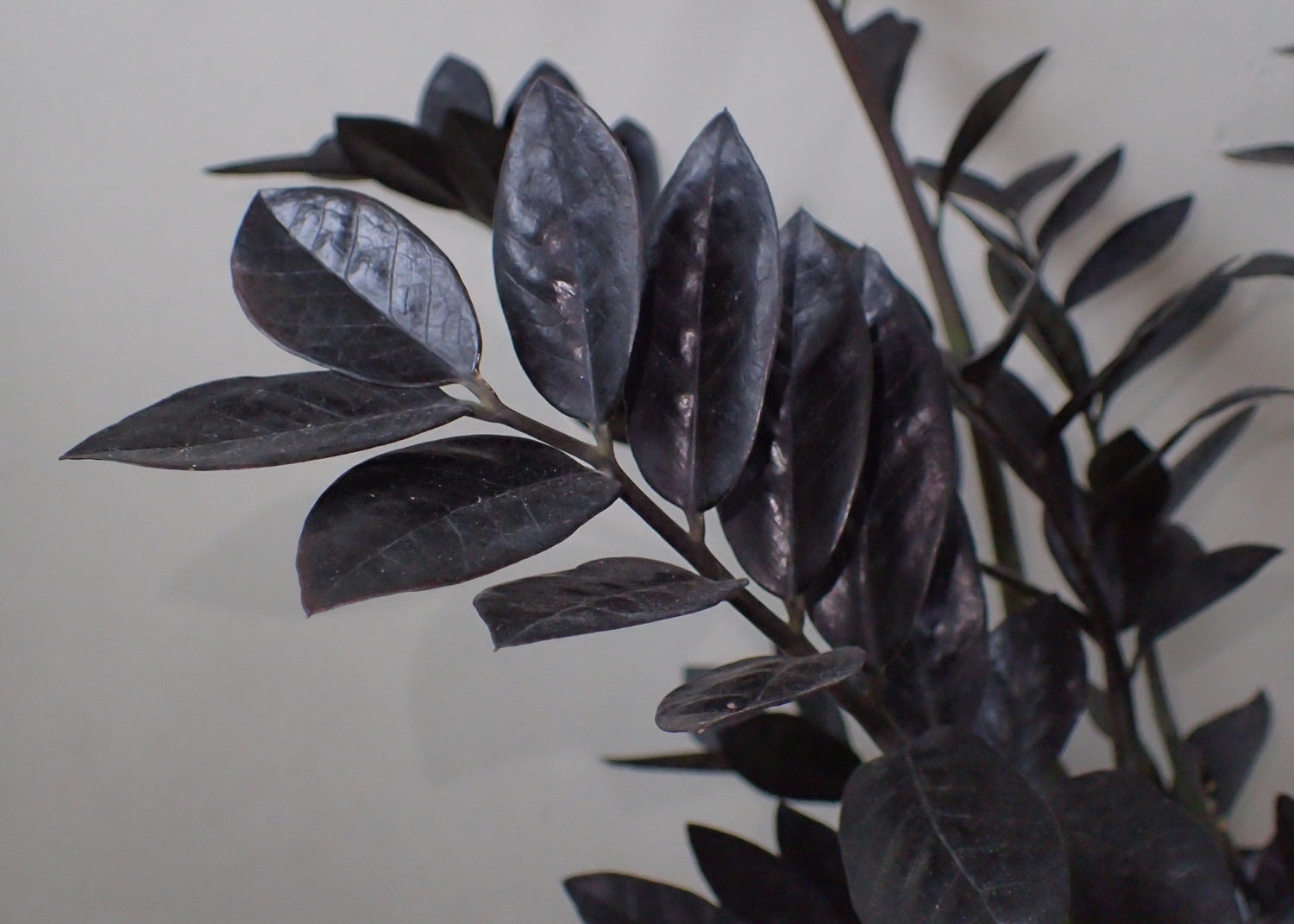 10" Zamioculcas Zamiifolia ZZ Raven plant photo