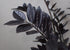 Zamioculcas Zamifolia Raven ZZ 4” plant photo
