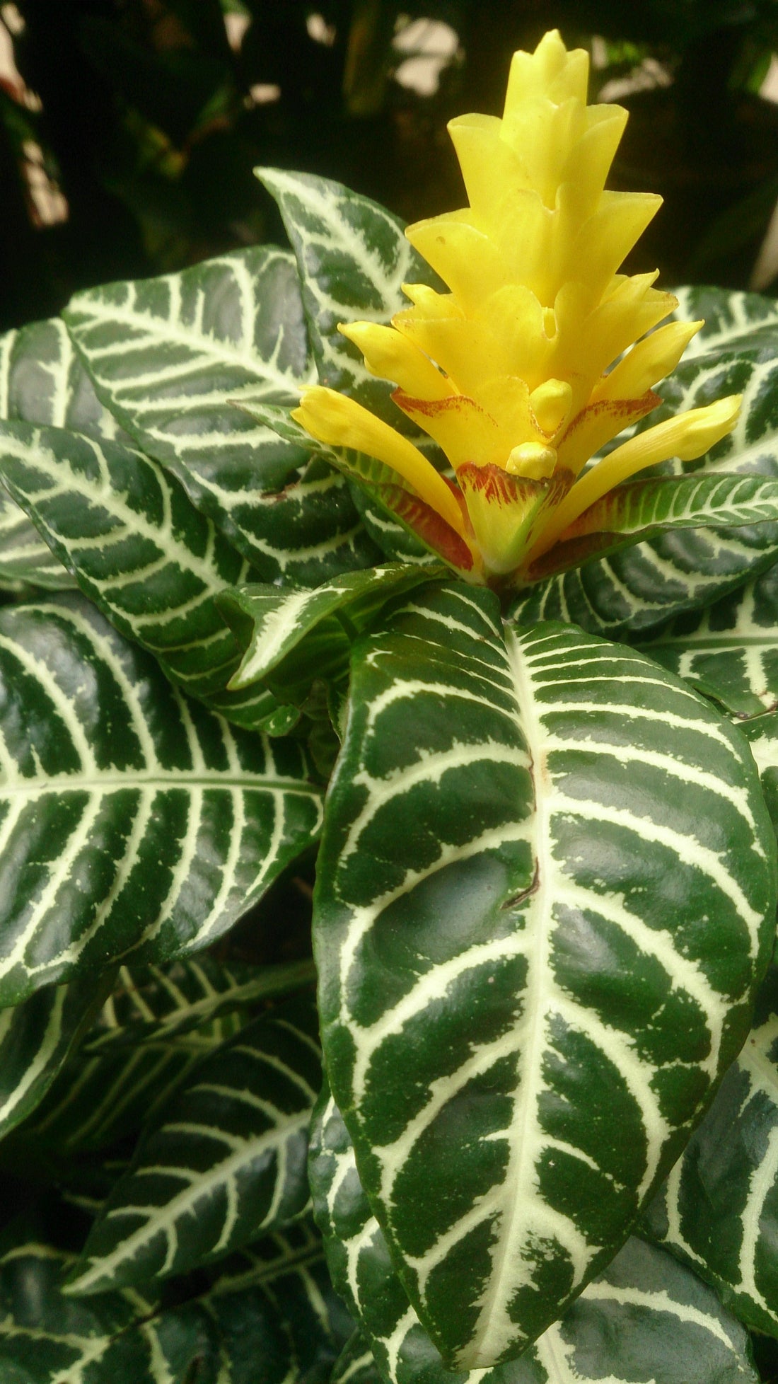 4" Aphelandra Zebra plant photo