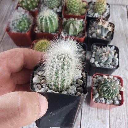 2" Cactus plant photo