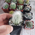 2" Cactus plant photo