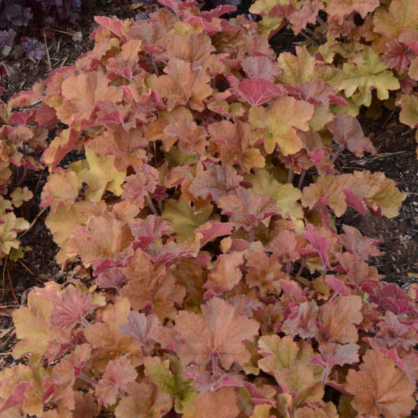 Heuchera Caramel 19cm plant photo