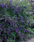 Butterfly Bush &